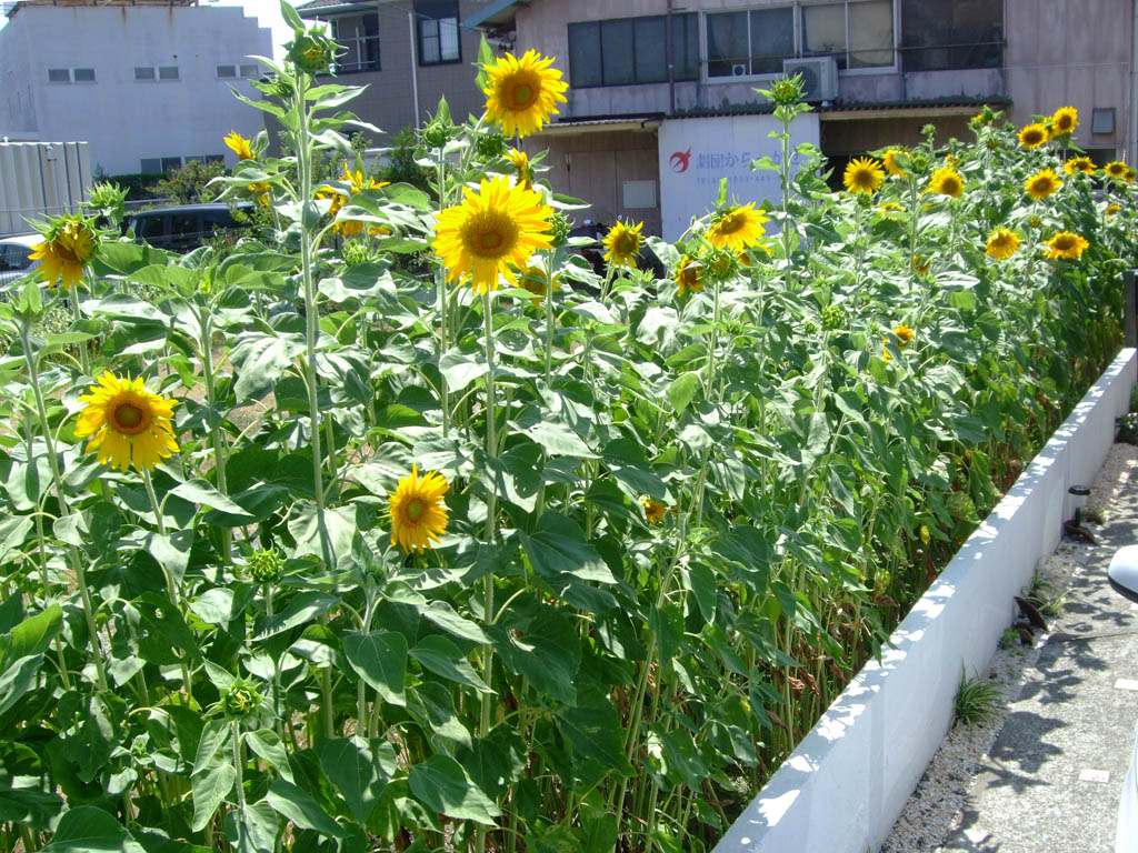 北側8月6日ひまわり