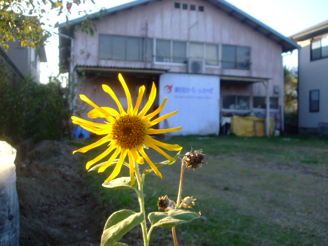 11月6日ひまわり